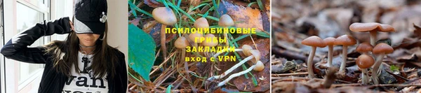стаф Алзамай
